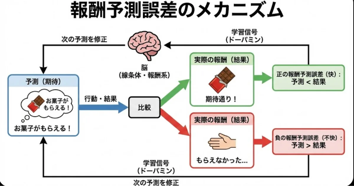 【図解】報酬予測誤差のメカニズムとドーパミン分泌:期待(予測)と結果の差によって「快(正の誤差)」か「不快(負の誤差)」が決まり、脳(線条体)が学習信号を送るプロセスの詳細フローチャート