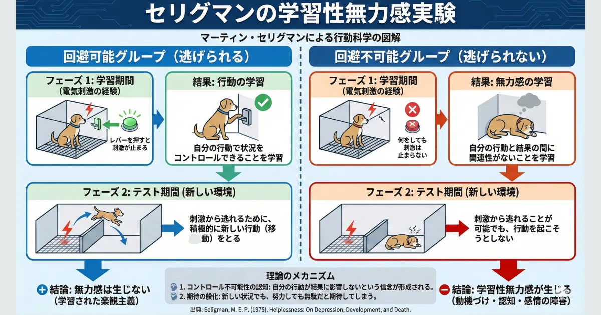 【図解】セリグマンの学習性無力感実験:「何をしても無駄」という経験(回避不可能な電気刺激)をした犬が、逃げられる環境でも行動しなくなる様子を描いた心理学図解。「運が悪い」という思い込みが、過去の失敗体験による学習性無力感であることを解説